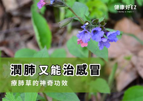 療肺草禁忌|【療肺草禁忌】療肺草保健功效多多、注意禁忌最重要！